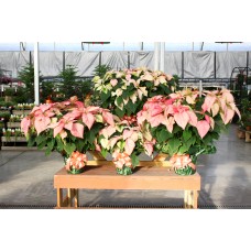 Monet Poinsettia